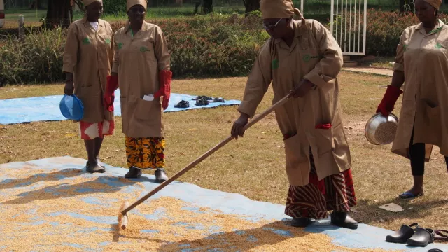AfricaRice and CNRA strengthen capacity 4