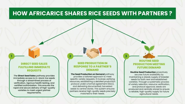 Infographic: How AfricaRice Shares Rice Seeds.