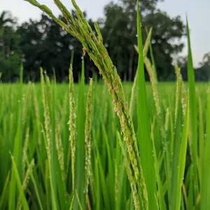 Africa Rice