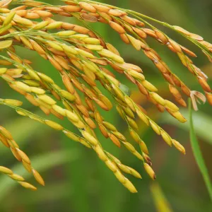 Rice varieties