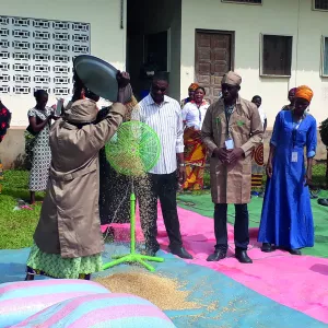 People processing paddy.