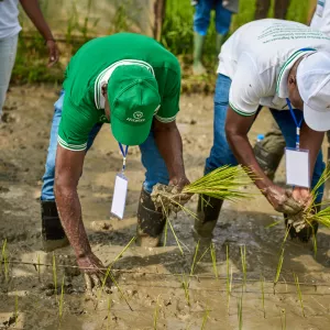 Seedling operations
