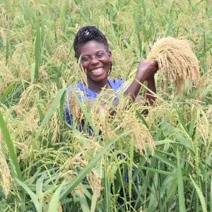 Rice Policy and Capacitation