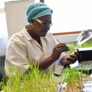 Transformative Breeding for Accelerated Adoption