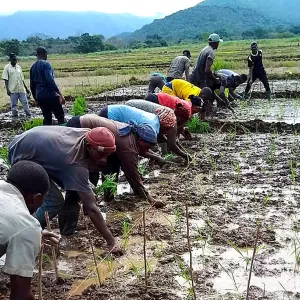 Members of the Babessi rice cooperative transplant seedlings using guided spacing lines — a technique introduced through AfricaRice/IRAD training to improve plant density and yield.