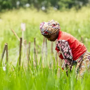 A woman harvesting in a rice field.