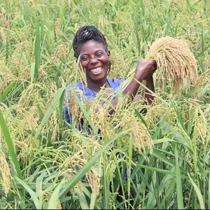 Woman in rice field at Mbe research station