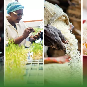 From Seed to Plate