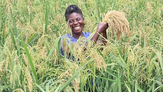 Woman in rice field at Mbe research station