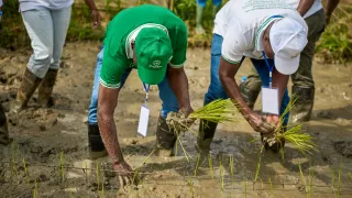 Seedling operations
