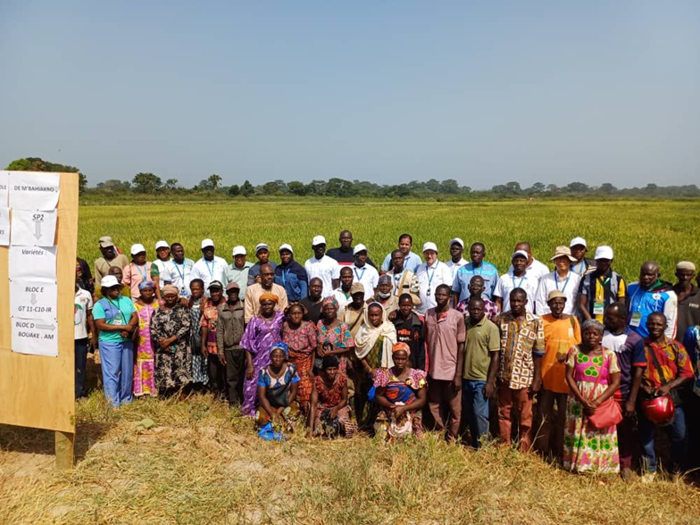 Participants of AfricaRice Science Week 2024 during the field visit. (Credit Photo: AfricaRice)