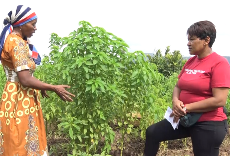 RAHANTANIRINA in her farm plot. (Credit: AfricaRice)