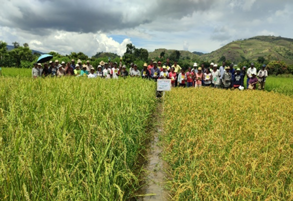 Farmer field days: seasonal rice. (Credit: AfricaRice)